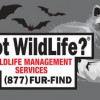 Got Wildlife