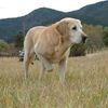 Bearpoint Kennel