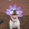 Mrs. Wooferton's Dog Walking & Pet Sitting