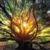 The Enchanted Outlook Natural Healing & Spiritual Development