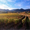 Ledger David Cellars