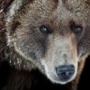 Grizzly Country Wildlife Adventures