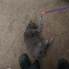 The Patient Pet