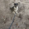 Priscilla's Grooming