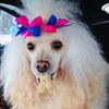 Wiggle Butts Mobile Dog Grooming