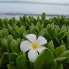 Sunny Maui Vacations