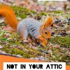 Attic Kings Animal Removal & Attic Cleaning