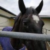 Brentwood Oaks Equestrian Center