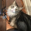 The Pet Maven
