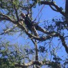 Klimb Pro Expert Tree Care
