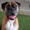 Top Notch Kennels