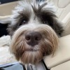 Woof Pet Resort
