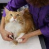 Mobile Pet Spa