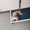 Top Dog Daycare