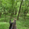 Lynnwood Equestrian