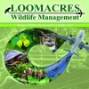 Loomacres