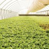 Shelton Farms