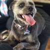 All Fur Pooch