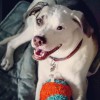 Theo's Doggos