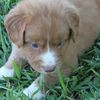 KDS Kennels