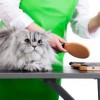 Pawsh Wash Pet Grooming