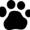 Unleashed Doggie Daycare