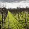 Reichwage Winery