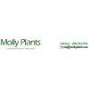 Molly Plants