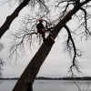 Tree Trimmers