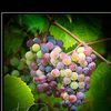 Rich Harvest Vineyard & Winery