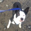 Camano Island Kennels