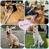 Wags Pet Clinic