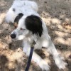 Happy Tails Dog Grooming