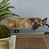 Jamacha Pet Vets