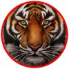 Glass Tiger Window Tinting