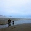 Wild At Heart Dog Walking & Pet-sitting