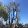 Liscombe Tree Service