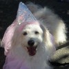 Lucy Goo Pet Sitting