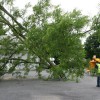Cranebrook Tree Service & Mulch