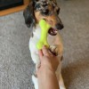 Pets Discount