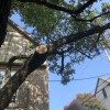 Dallas Arbor Care