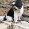 Laura's Pet Grooming