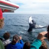 Whale Camp