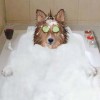 Mobile Dirty Dog Grooming