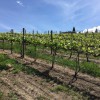 Tunnel Hill Winery