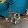 KatWalk Grooming