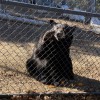 San Bernardino Mountains Wildlife Society