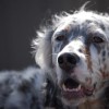 Lake Country Dog