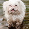 Soapy Dogs Mobile Pet Grooming