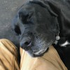 Unleashed Dog Camp